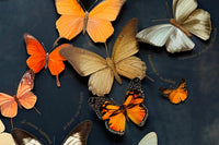 Butterfly Happiness Blanket
